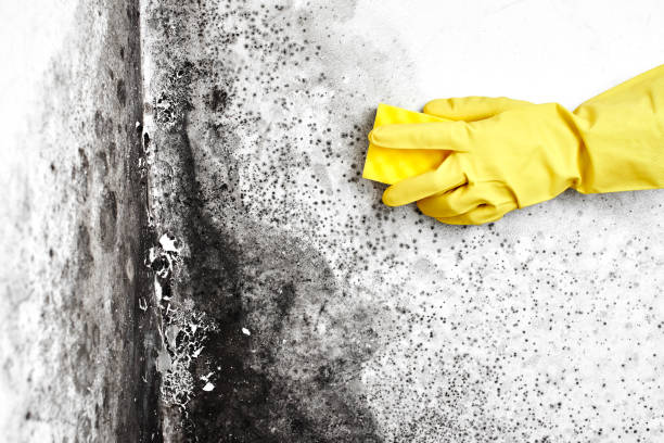 Best HVAC Mold Inspection and Cleaning  in Caribou, ME