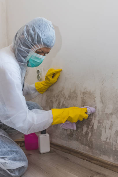 Best Asbestos and Lead Testing During Mold Inspection  in Caribou, ME