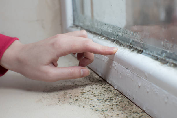 Best Black Mold Removal  in Caribou, ME