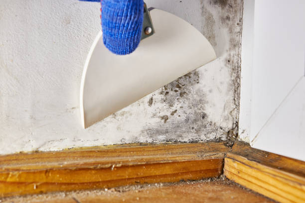 Best Biohazard Mold Removal  in Caribou, ME