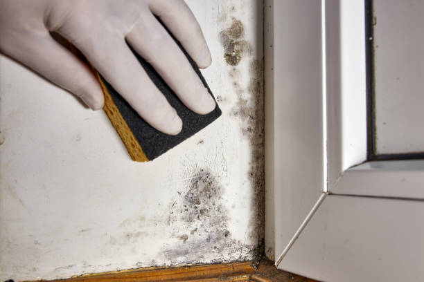Best Mold Prevention Services  in Caribou, ME