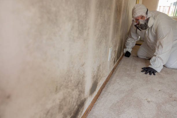 Professional Mold Removal in Caribou, ME